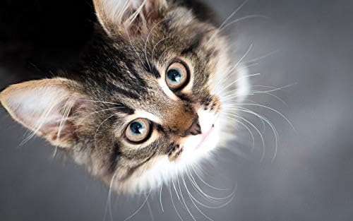 Kediler için Anti - inflamatuar Ek-KEDİ Omega 3 Yağ asitleri-Temel - Destek Kediler Sağlık-kedi Omega 3 Davranır-2 Şişe (360
