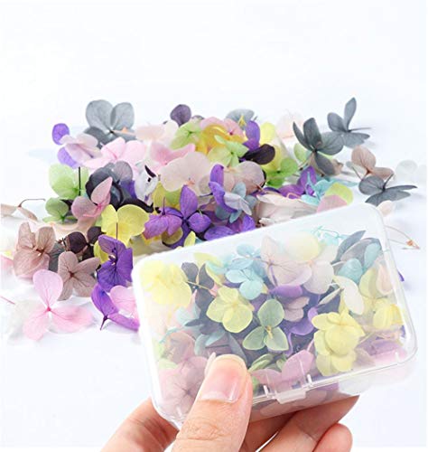 XICHEN 100 PCS Ortanca yaprakları çeşitli renkler Kuru Çiçekler Tırnak Sanat Çıkartmalar Doğal Tırnak Malzemeleri Kavisli Cımbız