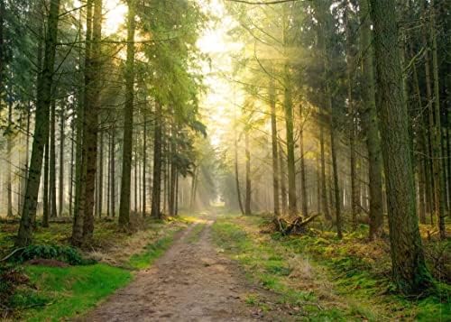 BELECO Kumaş 5x3ft Bahar Orman Zemin Orman Orman Zemin Büyük Uzun Boylu Ağaçlar Güneş Işığı Toprak Yol Doğal Sahne Arka Plan