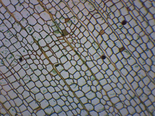 10PK Mantar Hücreleri, Kesit Hazır Mikroskop Slaytları-Sınıf Paketi, Saklama Kutusunda 10 Slayt-Biyoloji ve Mikroskopi-Eısco