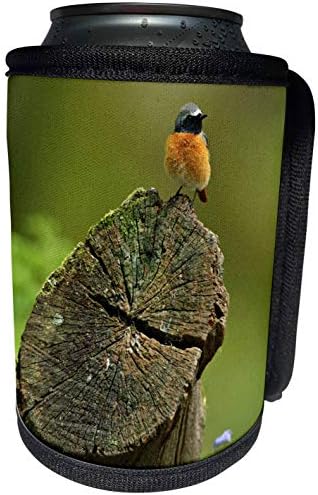 3dRose Danita Delimont - Kuşlar - Redstart bird, Dean Ormanı, Gloucestershire, İngiltere - EU33 DSL0052 - David Slater-Kutu Soğutucu
