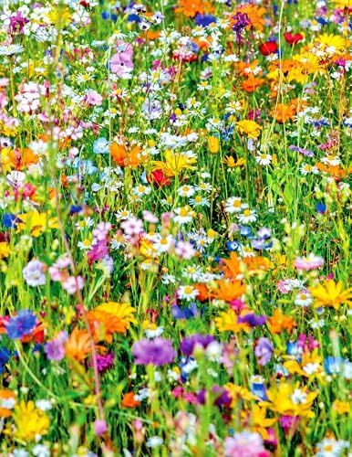 Taze Tohumlar -2000 + Faydalı Böcek Kır Çiçeği Karışımı Tohum 7 Farklı Çiçek Yıllık/Çok Yıllık , (FF) Bahçe ve Dikim için